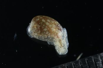 Media type: image;   Malacology 393728 Description: live specimen;